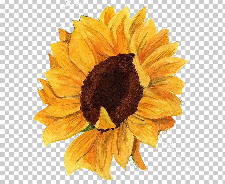 Common Sunflower Daisy Family Sunflower Seed Cut Flowers PNG, Clipart, Art, Common Sunflower, Cut Flowers, Daisy Family, Desktop Wallpaper Free PNG Download