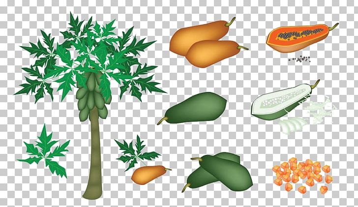 Papaya Pawpaw PNG, Clipart, Christmas Tree, Edible, Food, Fruit, Hand Free PNG Download