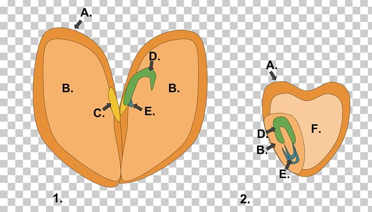 Dicotyledon Seed Endosperm Fruit PNG, Clipart, Caryopsis, Cotyledon, Dicotyledon, Embryo, Endosperm Free PNG Download