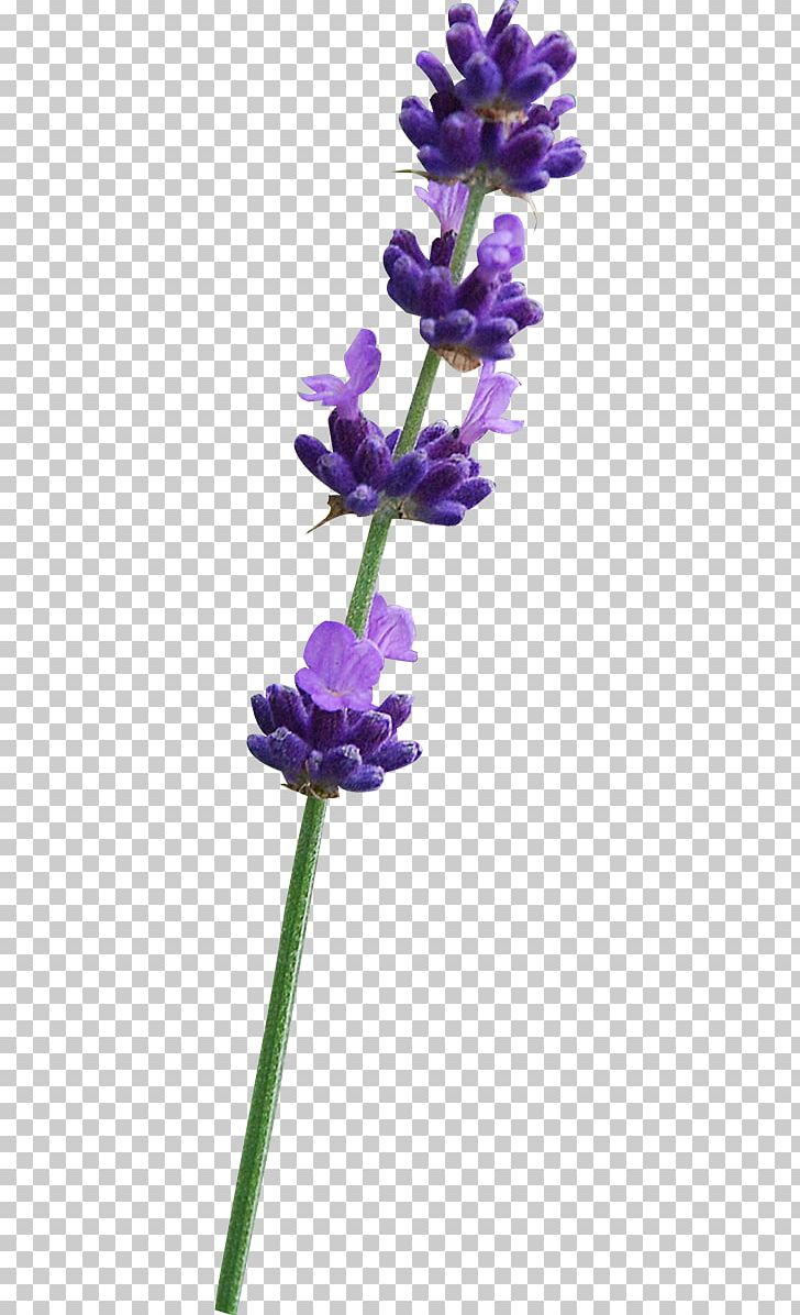English Lavender Violet Common Sage Plant Stem PNG, Clipart, Cari, Common Sage, English Lavender, Fleur, Flora Free PNG Download