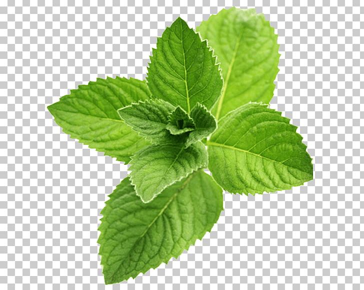Mint Julep Peppermint Menthol Oil Flavor PNG, Clipart, Aroma Compound, Essential Oil, Extract, Flavor, Herb Free PNG Download