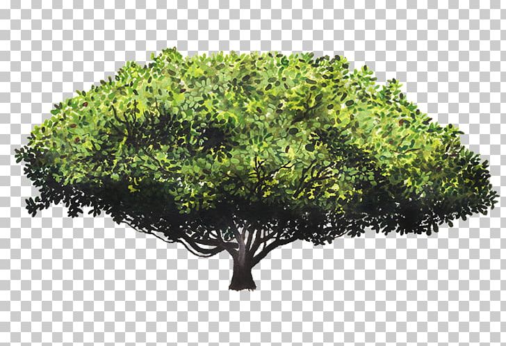 Wild Cashew Tree Rainforest Crown PNG, Clipart, Anacardium, Branch, Cashew, Coccoloba Uvifera, Crown Free PNG Download