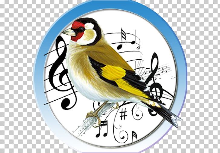 Bird Finches Beak Aïn Chock European Goldfinch PNG, Clipart, Animals, Apk, App, Basmala, Beak Free PNG Download