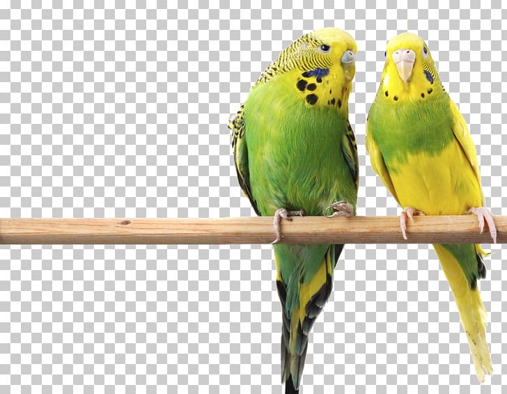 Budgerigar Bird Parrot Parakeet Cage PNG, Clipart, Animals, Aviary, Beak, Bird, Bird Feeders Free PNG Download