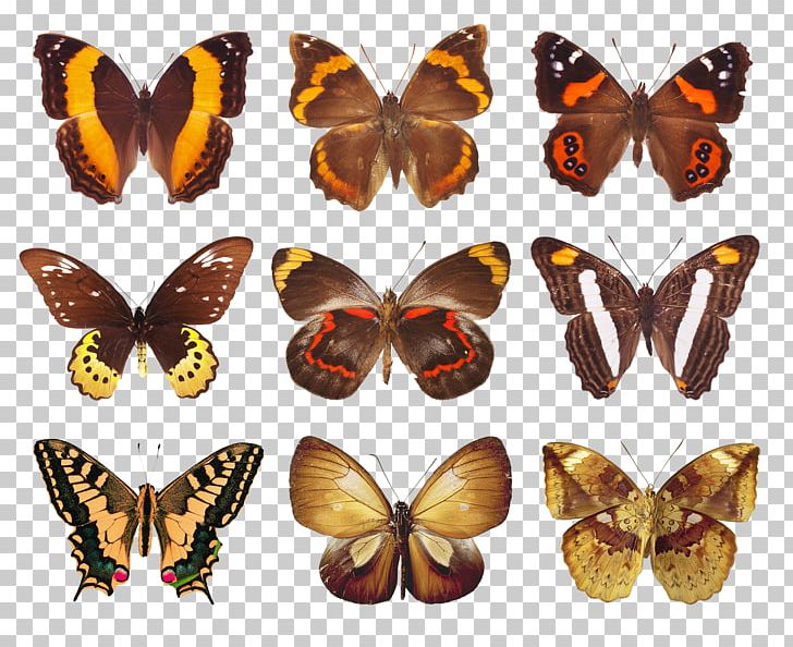 Butterfly Paper PNG, Clipart, Arthropod, Brush Footed Butterfly, Butterflies And Moths, Butterfly, Decoupage Free PNG Download