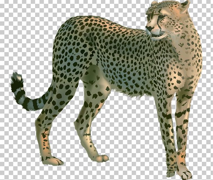 Cheetah Leopard Lion PNG, Clipart, Animals, Big Cats, Carnivoran, Cat Like Mammal, Digital Image Free PNG Download