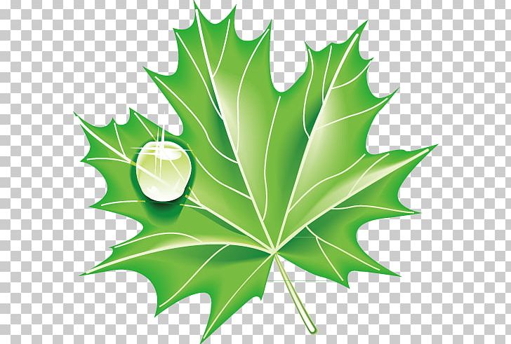 Ecology Icon PNG, Clipart, Background Green, Download, Encapsulated Postscript, Euclidean Vector, Fall Leaves Free PNG Download