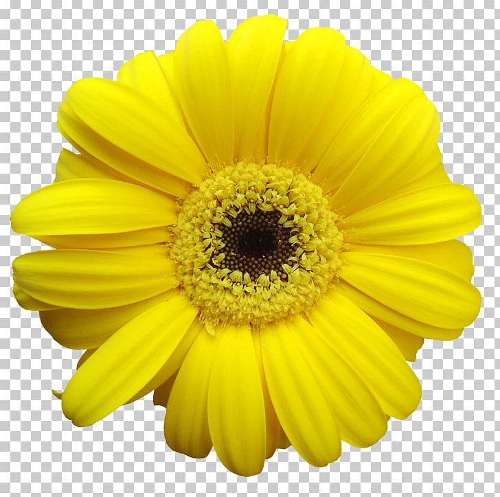 Yellow Common Daisy Transvaal Daisy Flower PNG, Clipart, Annual Plant, Chrysanths, Clip Art, Color, Common Daisy Free PNG Download