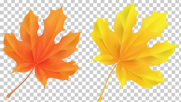 Autumn Leaf Color Orange PNG, Clipart, Autumn, Autumn Leaf Color, Color, Desktop Wallpaper, Flower Free PNG Download