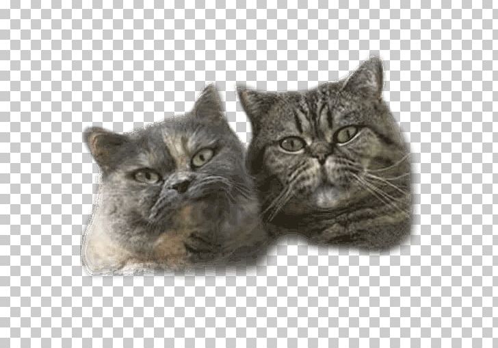 British Shorthair European Shorthair Chartreux American Shorthair Whiskers PNG, Clipart, American Shorthair, Animals, Asian, British Shorthair, Carnivoran Free PNG Download