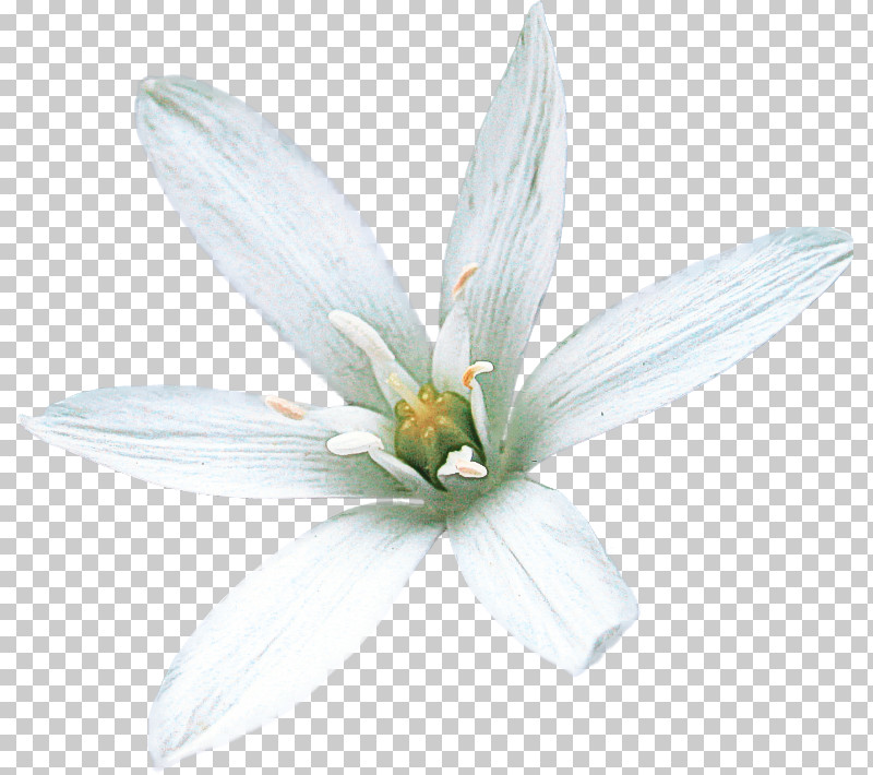White Petal Flower Plant Wildflower PNG, Clipart, Flower, Magnolia, Magnolia Family, Petal, Plant Free PNG Download
