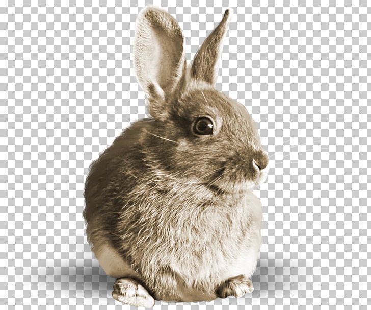 Domestic Rabbit Hare Fur PNG, Clipart, Albom, Animal, Animals, Domestic Rabbit, Exxonmobil Free PNG Download