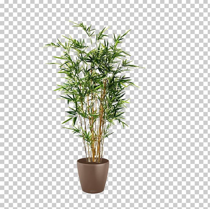 Tree Arecaceae Areca Palm Plant Tropical Woody Bamboos PNG, Clipart, Arecaceae, Areca Palm, Artificial Flower, Bamboo, Bark Free PNG Download