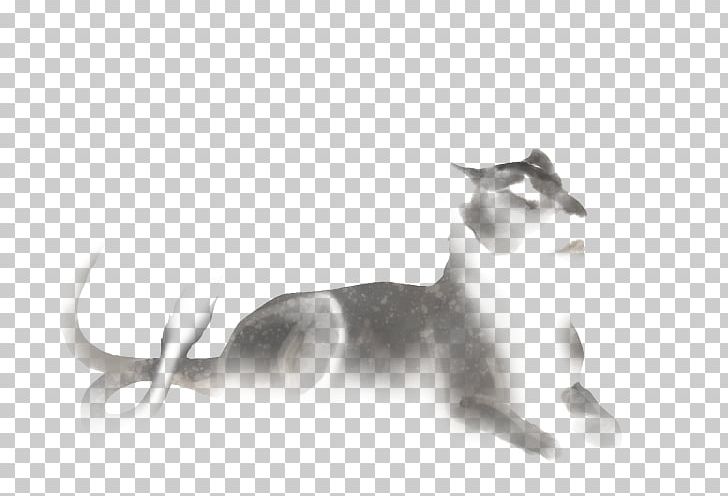 Whiskers Lion Felidae Kitten Canidae PNG, Clipart, Agility, Animals, Black And White, Carnivoran, Cat Free PNG Download