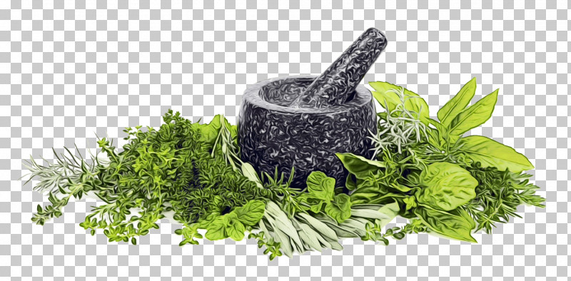 Parsley PNG, Clipart, Basil, Extract, Fines Herbes, Health, Herb Free PNG Download
