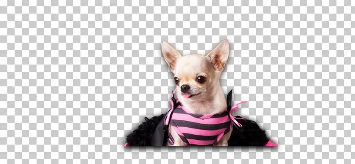Chihuahua Puppy Dog Breed Companion Dog Toy Dog PNG, Clipart, Animals, Breed, Carnivoran, Chihuahua, Clothing Free PNG Download