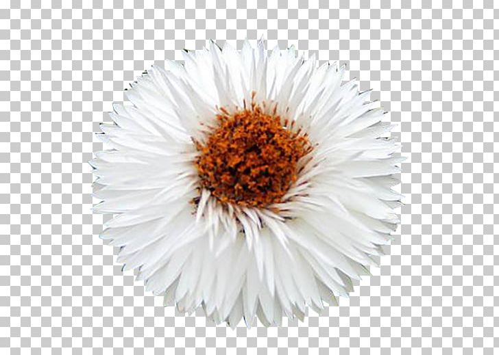 Chrysanthemum White Icon PNG, Clipart, Background White, Black White, Button, Chrysanthemum, Daisy Free PNG Download