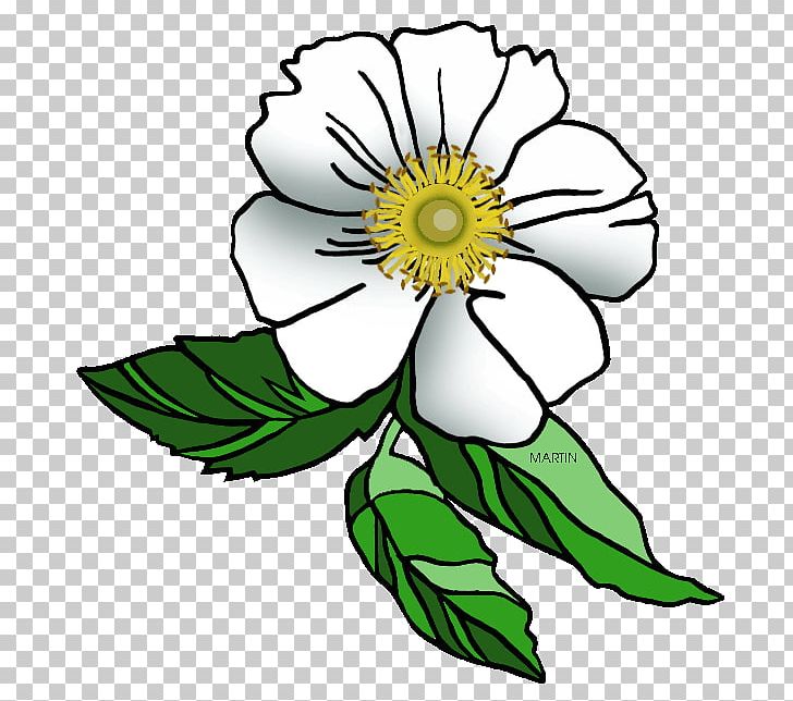 Rose Rosa Laevigata State Flower PNG, Clipart, Artwork, Black And White, Coloring Book, Cut Flowers, Daisy Free PNG Download