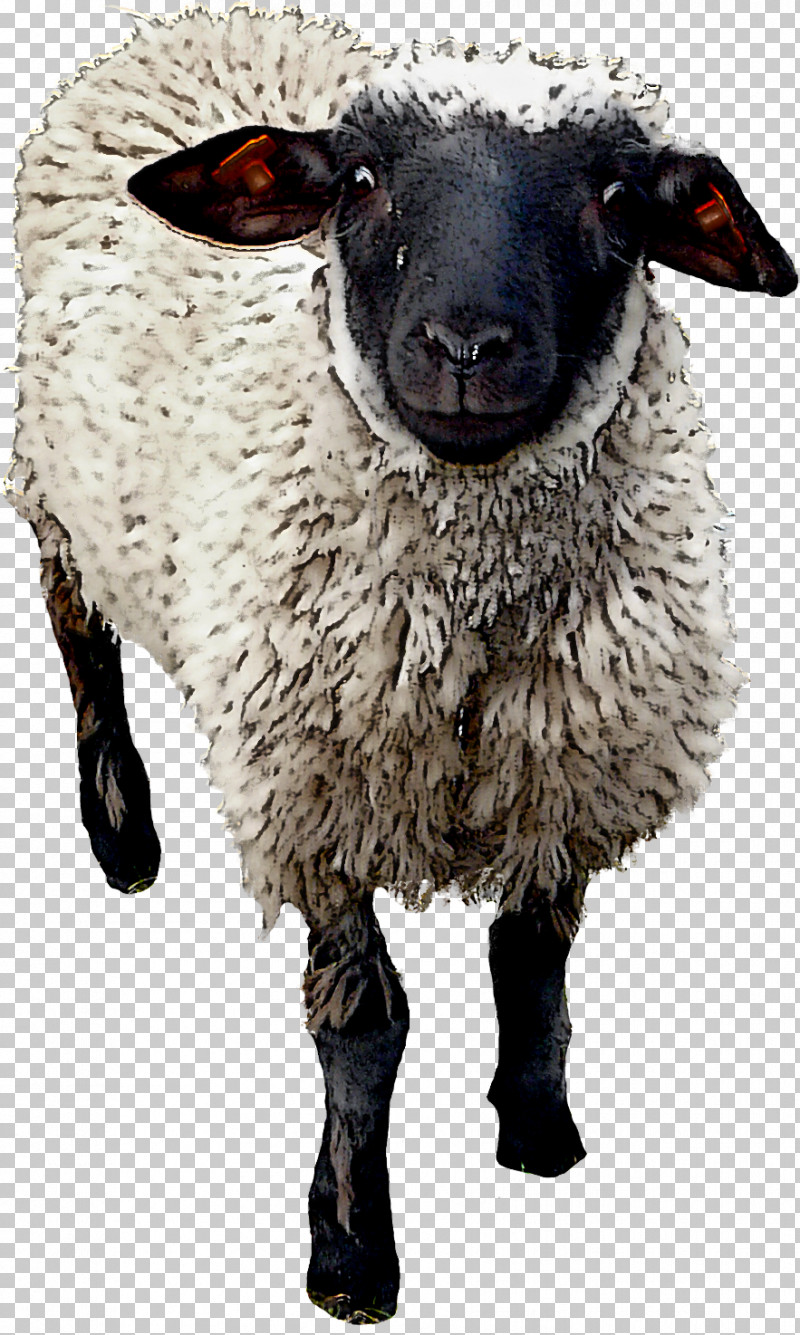 Sheep Goat Snout PNG, Clipart, Goat, Sheep, Snout Free PNG Download