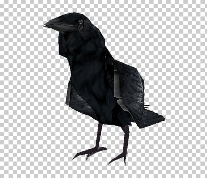 American Crow Rook New Caledonian Crow Common Raven PNG, Clipart, American Crow, Beak, Bird, Common Raven, Contribution Free PNG Download