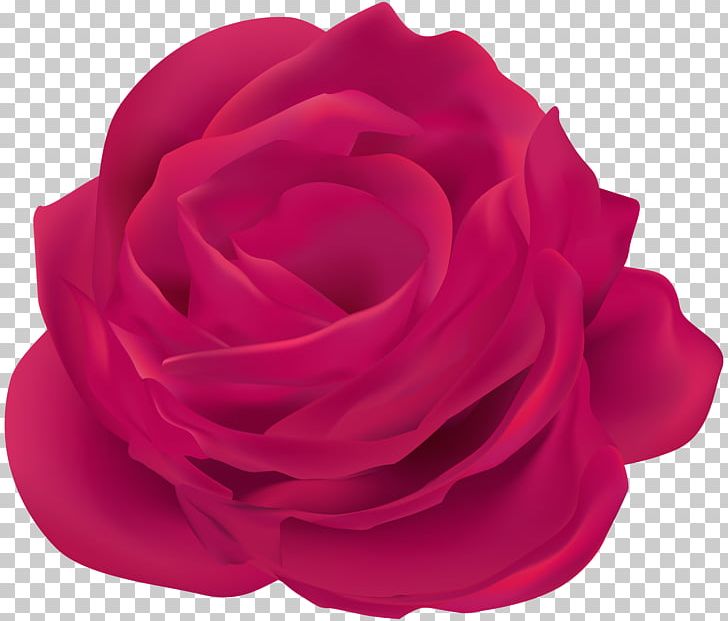 Garden Roses Cabbage Rose Blue Rose Red PNG, Clipart, Blue, Blue Rose, Cut Flowers, Flower, Flowering Plant Free PNG Download