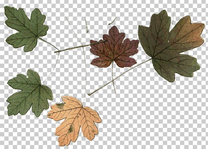 Leaf Flower Chocolate Cosmos Plants Medinilla Magnifica PNG, Clipart, Autumn, Botany, Cosmos, Decoupage, Drawing Free PNG Download