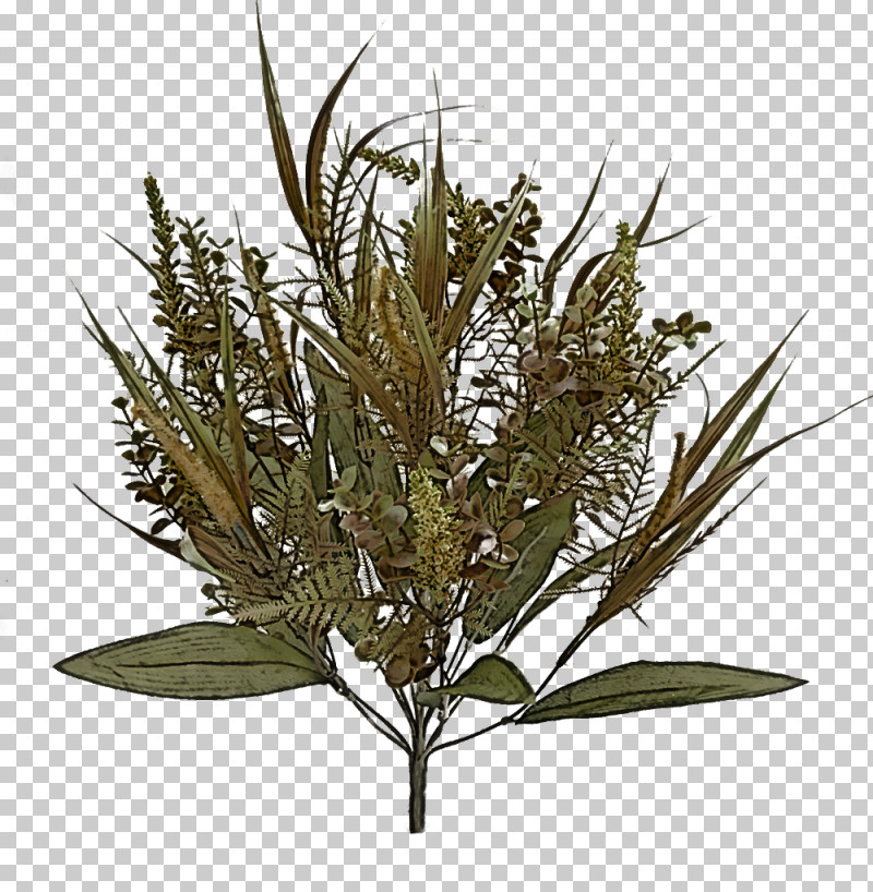 Grasses Tree PNG, Clipart, Grasses, Tree Free PNG Download
