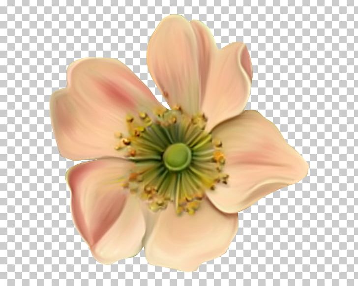Cut Flowers Petal PNG, Clipart, Blossom, Cut Flowers, Flames, Flower, Flowering Plant Free PNG Download