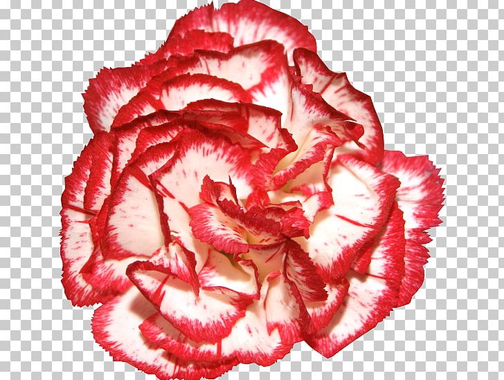 Garden Roses Carnation Flower PNG, Clipart, Begonia, Carnation, Chain, Cut Flowers, Daffodil Free PNG Download