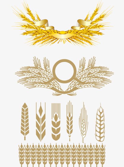 Golden Wheat Grass PNG, Clipart, Diagram, Golden, Golden Clipart, Golden Wheat Grass, Grain Free PNG Download
