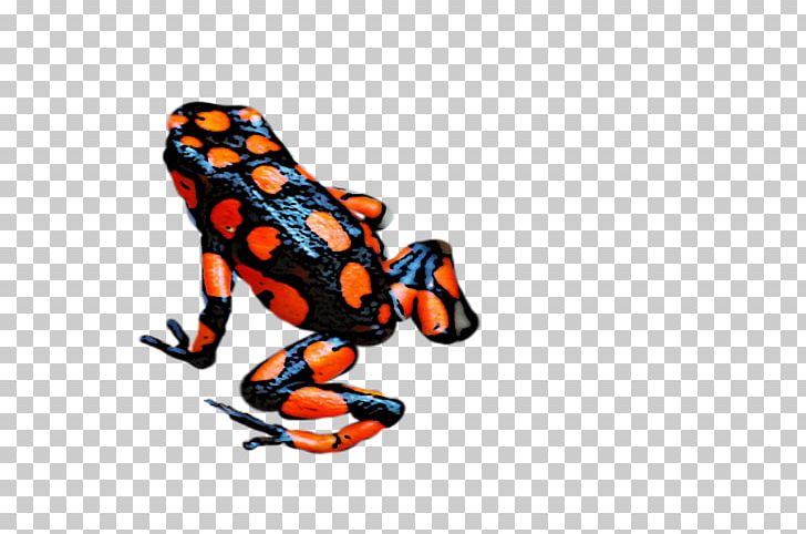 Toad Tree Frog PNG, Clipart, Amphibian, Animal, Animal Figure, Animals, Birds Eye View Burger Free PNG Download