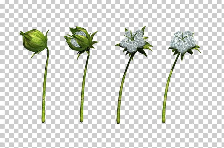 Botany Plant Stem Animation Cotton PNG, Clipart, Animation, Biology, Botanical Illustration, Botany, Cotton Free PNG Download