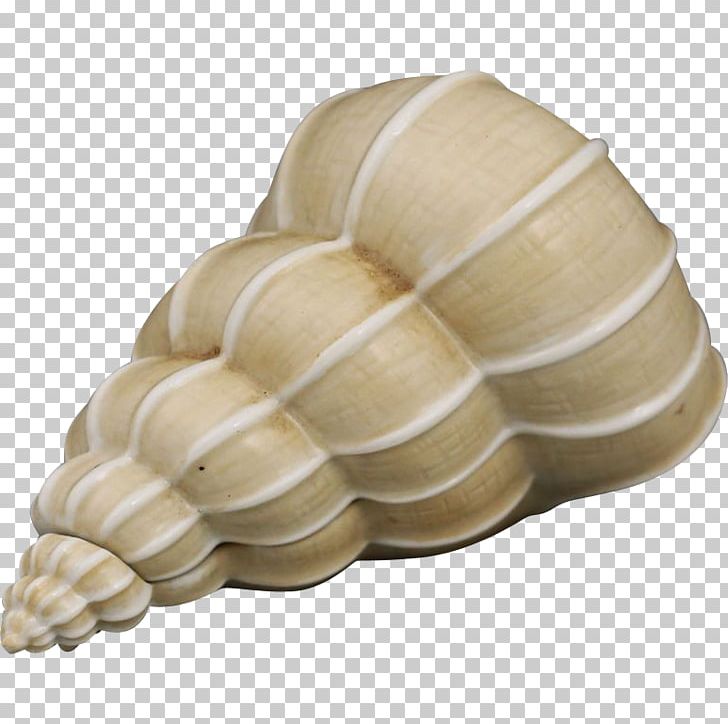 Seashell Paper Ceramic Lenox PNG, Clipart, Animals, Ceramic, Company, Conch, Lenox Free PNG Download