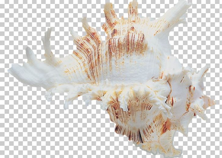 Shankha Conchology Seashell Invertebrate PNG, Clipart, Animals, Conch, Conchology, Invertebrate, Jaw Free PNG Download
