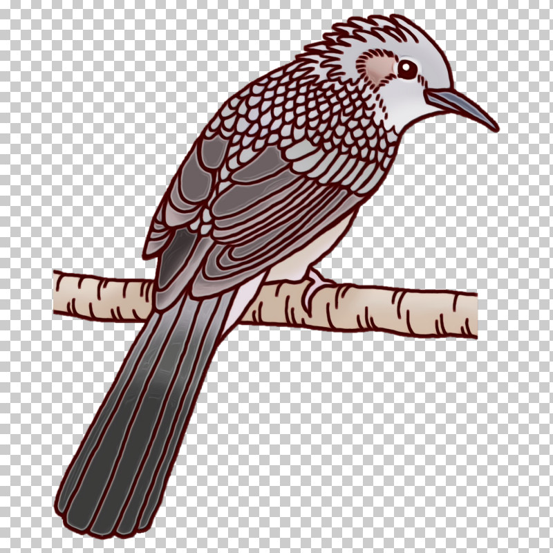 Feather PNG, Clipart, Beak, Cuckoos, Cuculiformes, Feather, Finches Free PNG Download