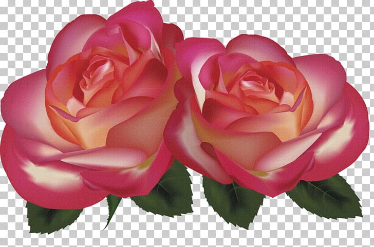 Beach Rose Red Garden Roses PNG, Clipart, China Rose, Color, Floribunda, Floristry, Flower Free PNG Download