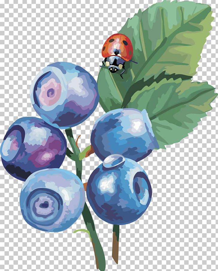 Bilberry Drawing PNG, Clipart, Blueberry, Cherries, Cherry, Chinese Lantern, Flower Free PNG Download