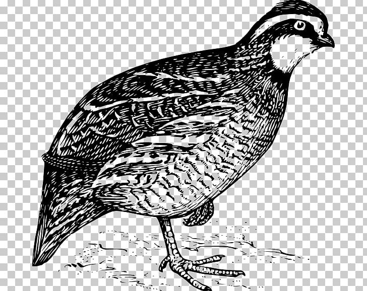 California Quail Northern Bobwhite PNG, Clipart, Animals, Beak, Bird, Black And White, California Quail Free PNG Download