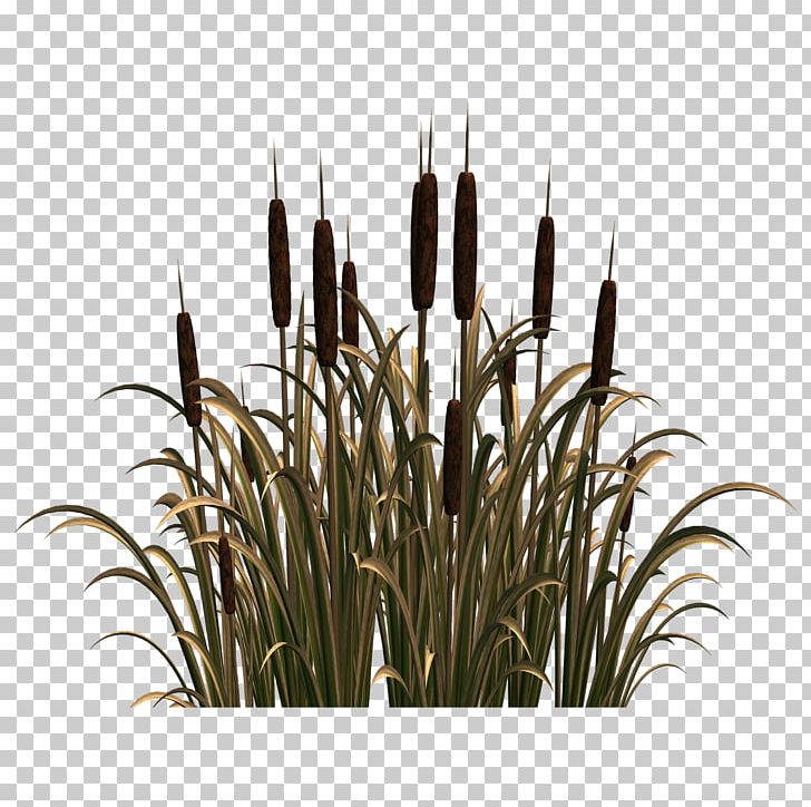 Common Reed PNG, Clipart, Clip Art, Commodity, Common Reed, Email, Flower Free PNG Download