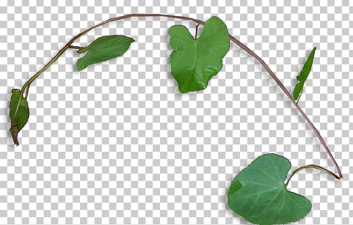Leaf Plant Stem PNG, Clipart, Blog, Branch, Download, Editing, Leaf Free PNG Download