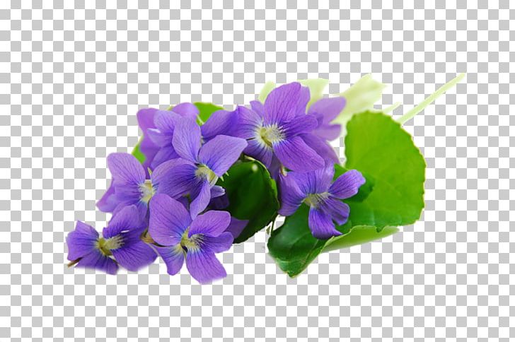 Sweet Violet African Violets Parma Violet PNG, Clipart, African Violets, Color, Cvety, Flower, Flowering Plant Free PNG Download