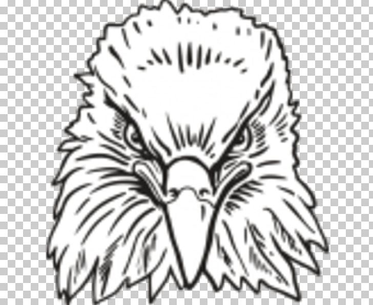 Bald Eagle Bird PNG, Clipart, Animals, Artwork, Bald Eagle, Beak, Bird Free PNG Download