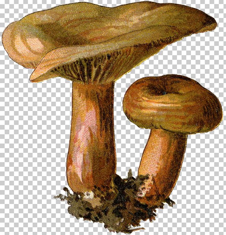 Edible Mushroom Fungus Botanical Illustration Mycology PNG, Clipart, Agaric, Agaricaceae, Agaricomycetes, Bolete, Botanical Illustration Free PNG Download