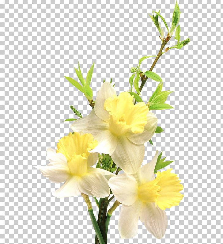 Flower Bouquet Polyvore Common Daisy Floral Design PNG, Clipart, Artificial Flower, Common Daisy, Cut Flowers, Fashion, Floral Design Free PNG Download