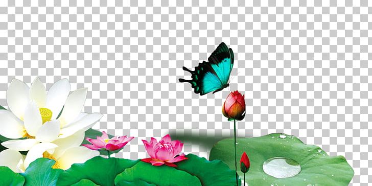 Nelumbo Nucifera Lotus Effect PNG, Clipart, Butterfly, Computer Wallpaper, Designer, Download, Fig Vector Free PNG Download