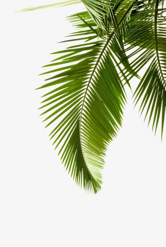 Seaside Coconut Tree PNG, Clipart, Coconut, Coconut Clipart, Coconut Clipart, Coconut Tree, Greenery Free PNG Download