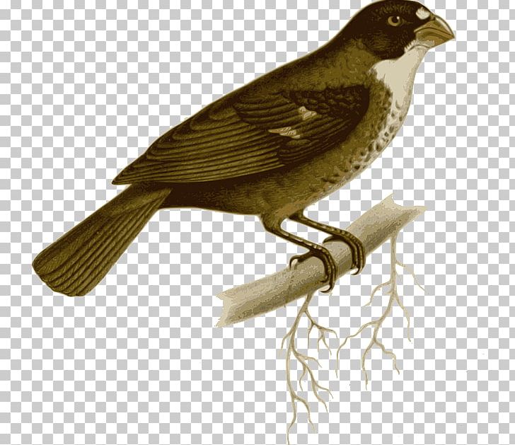 Tanager Buffy-fronted Seedeater Bird Double-collared Seedeater Variable Seedeater PNG, Clipart, American Sparrows, Animals, Beak, Bird, Buffyfronted Seedeater Free PNG Download