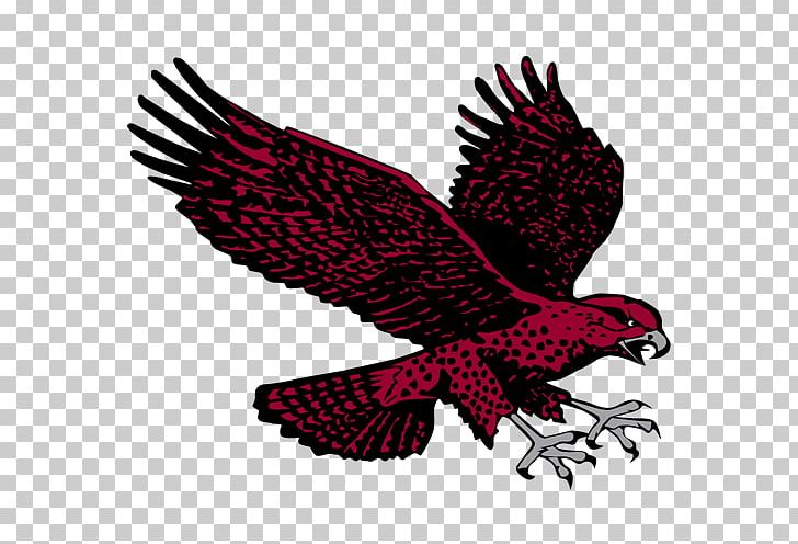 University Of Maryland Eastern Shore Maryland Eastern Shore Hawks Men's Basketball Mascot Eagle PNG, Clipart,  Free PNG Download