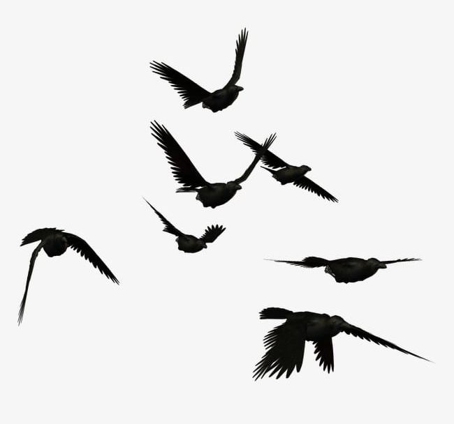 Crows PNG, Clipart, Animal, Bird, Crow, Crows, Crows Clipart Free PNG Download