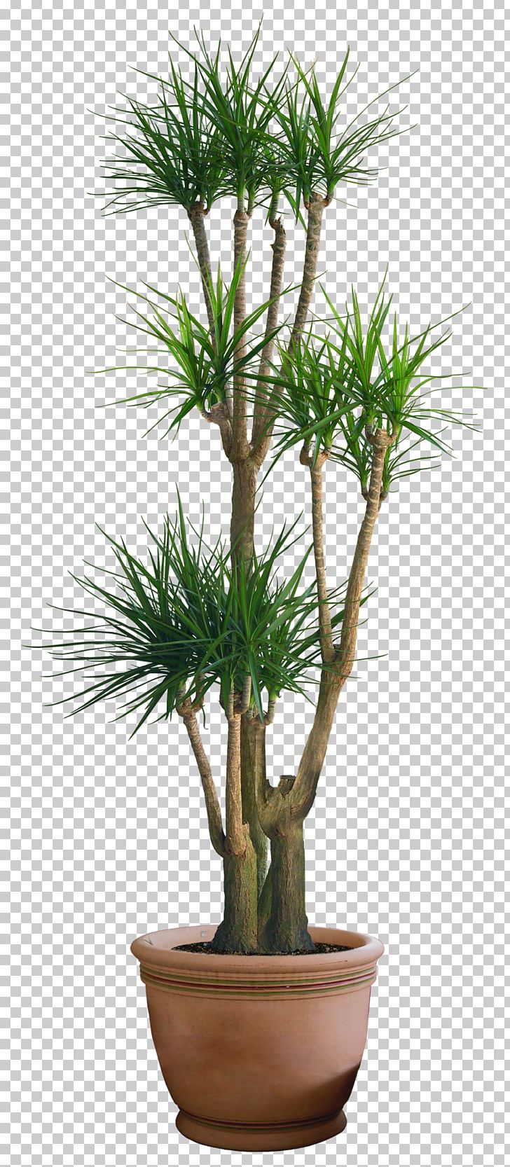 Houseplant Dracaena PNG, Clipart, Arecaceae, Arecales, Areca Palm, Bonsai, Desktop Wallpaper Free PNG Download